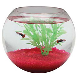 Årligt Synslinie Kakadu Koller-Products-Glass-Fish-Bowl - Fish Tank Club