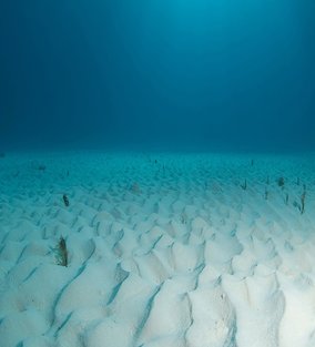 Download 57+ Background Ocean Aquarium Terbaik