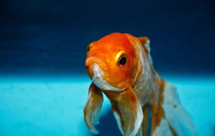 A goldfish in a fish tank