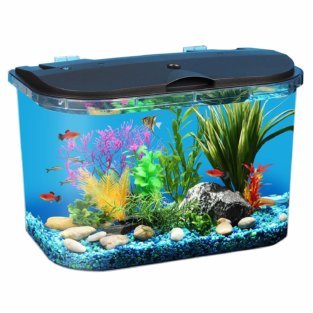 beginner fish tank