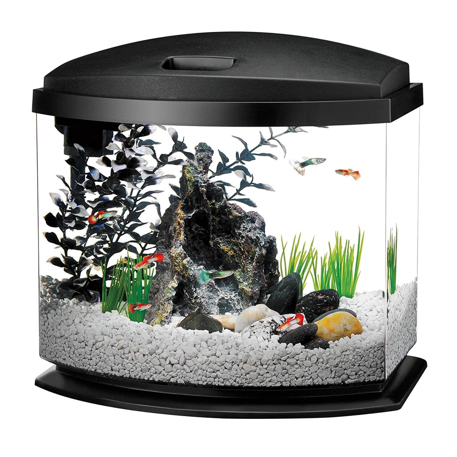 5 gallon goldfish aquarium