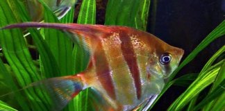 most expensive freshwater angelfish