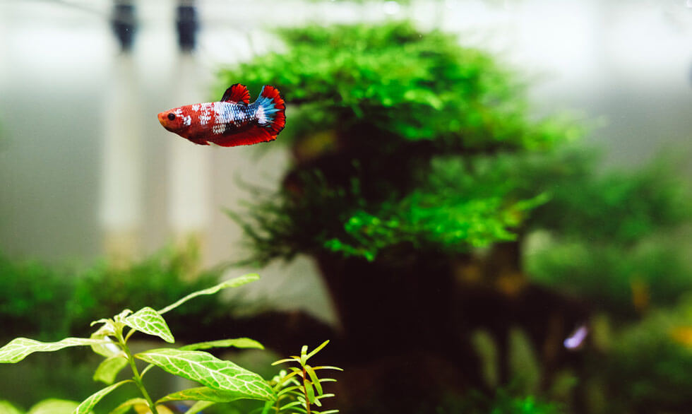 Can Male And Female Betta Fish Live Together Fish Tank Club