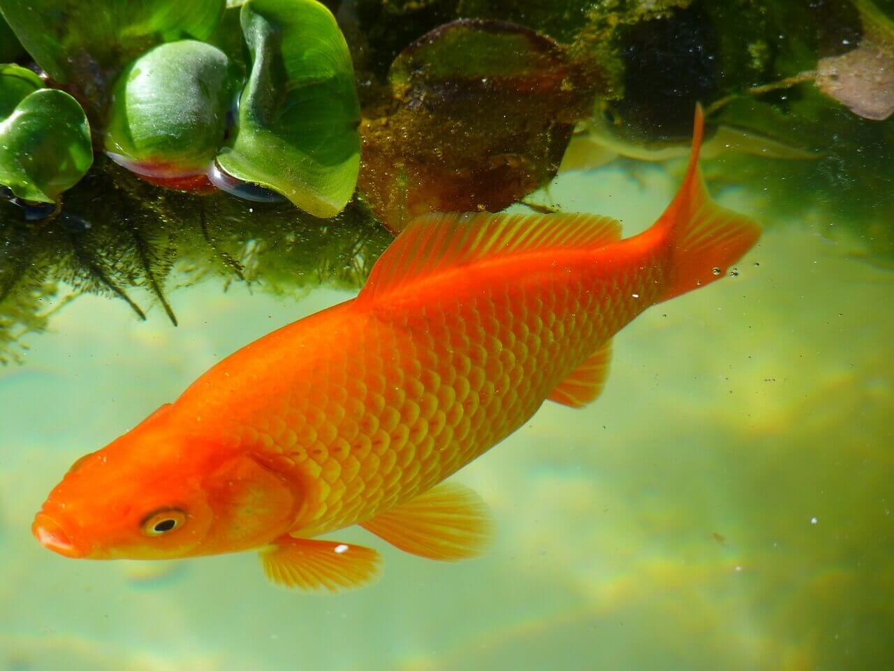 algae eater with goldfish